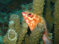   Taken while diving Kapalia 2008 using Canon A640 Housing Olympus Strobe. Strobe  